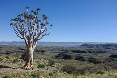 Köcherbaum mit Blick über die Tsaris-Berge 20140423-093141.jpg