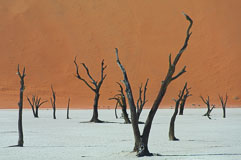 abgestorbene Akazien im Deadvlei 20140424-094325.jpg