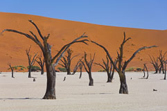abgestorbene Akazien im Deadvlei / Namibia 20140424-110120.jpg