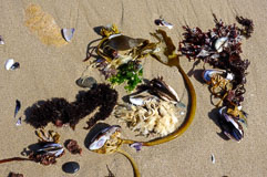 Funde an der Atlantikküste 20140426-105032.jpg