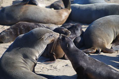 Robbenkolonie am Cape Cross 20140427-153813.jpg