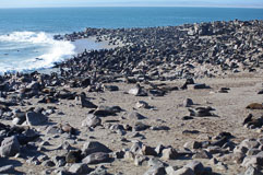 bis zu ca. 200000 Robben leben am Cape Cross 20140427-154224.jpg