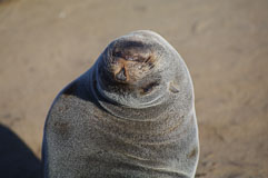 Robbenakrobatik 20140427-154712.jpg