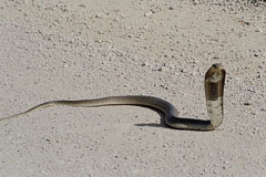 eine Cobra in Angriffsstellung 20140501-095248.jpg
