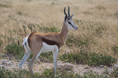 Springbock im Etoshapark 20140501-141131.jpg