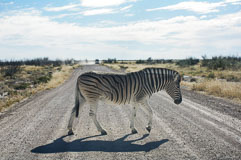 ein Zebrastreifen ;-) 20140501-151842.jpg