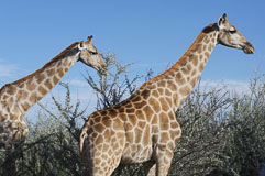 Giraffen im Etoshapark 20140501-160112.jpg