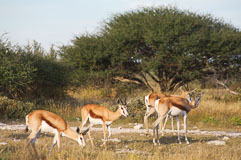 Springböcke im Etoshapark 20140501-164141.jpg