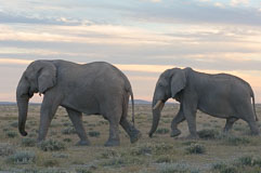 zwei junge Elefantenbullen 20140501-172150.jpg