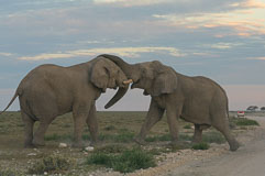 Rangeleien auf der Strasse 20140501-172340.jpg