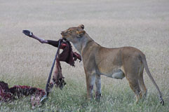 ein Löwenweibchen zerteilt eine frisch gerissene Oryx-Antilope 20140502-083034.jpg