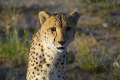 Gepard 20140502-165655.jpg