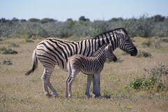 ein Steppenzebra mit Nachwuchs 20140503-125700.jpg