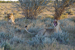 Begegnung mit Löwen 20140503-171320-10.jpg
