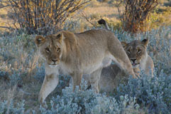 Begegnung mit Löwen 20140503-171409.jpg