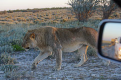 Begegnung mit Löwen 20140503-172114-9.jpg