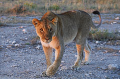 Begegnung mit Löwen 20140503-172628.jpg