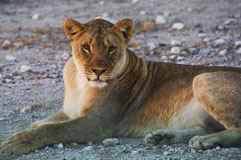 Begegnung mit Löwen 20140503-172727-6.jpg