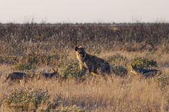eine Tüpfelhyäne muss neugierige Schakale von ihrer Beute abwehren 20140504-063114.jpg