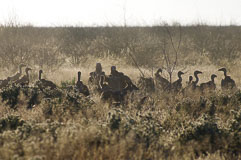 Geier machen sich über die Reste der Beute her 20140504-064656.jpg