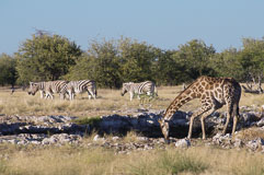 Giraffe und Zebras an einem Wasserloch 20140504-072344-2.jpg
