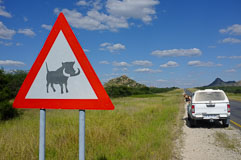 wild animals crossing! 20140504-141925.jpg