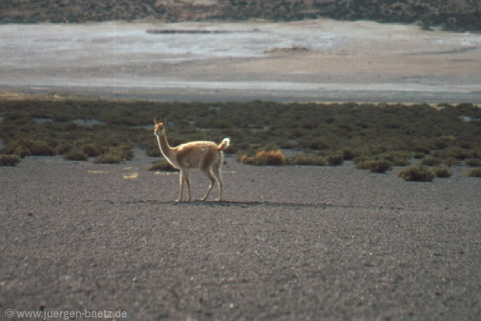 guanaco.jpg