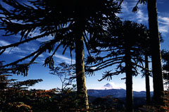 araucaria.jpg