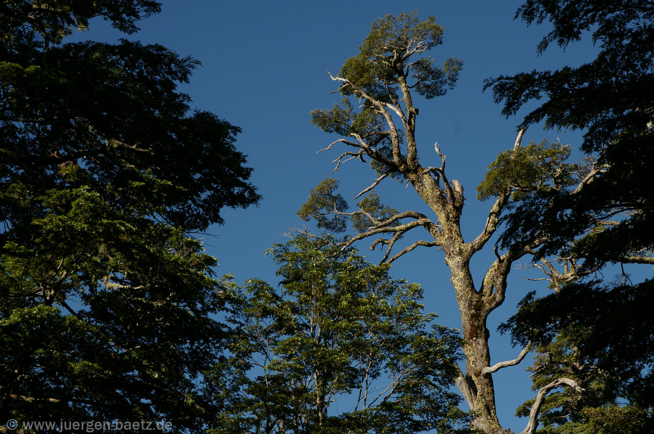 IMGP1338-109.jpg