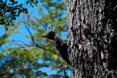 patagonien-1166.jpg patagonien-1166.jpg