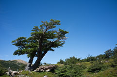 patagonien-1199.jpg patagonien-1199.jpg